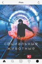 Соціальні тварини онлайн безкоштовно