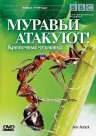 BBC: Мурахи атакують онлайн безкоштовно
