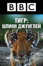 BBC: Тигр - шпигун у джунглях онлайн безкоштовно