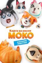 Коргі на ім'я Моко. Домашні тварини онлайн безкоштовно