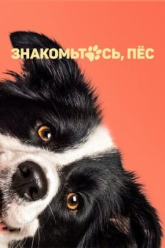 Знайомтеся, пес