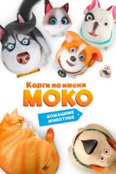 Коргі на ім'я Моко. Домашні тварини онлайн безкоштовно