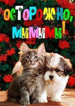 Симпатичні кошенята та цуценята онлайн безкоштовно